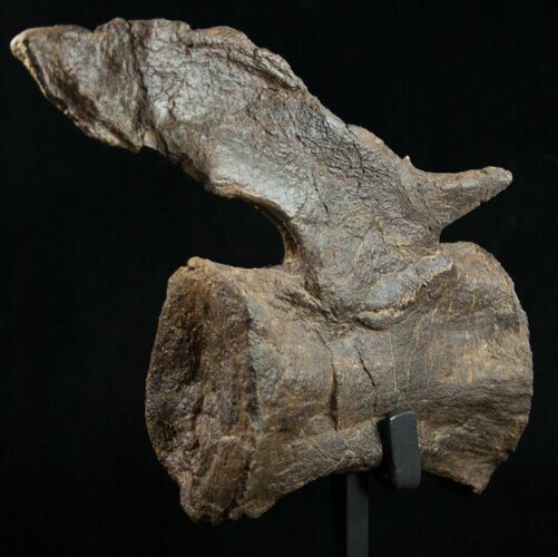 Diplodocus Caudal Vertebra - Dana Quarry #10150